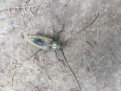 Batocera lineolata