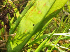 Chaetocnema concinna