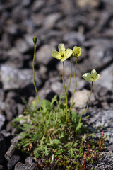 Papaver lapponicum