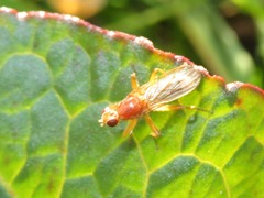 Norellisoma spinimanum