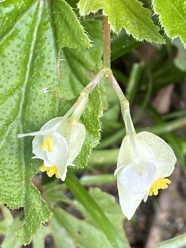 Shining begonia