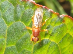 Norellisoma spinimanum
