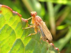 Norellisoma spinimanum