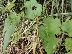 Rubus corchorifolius