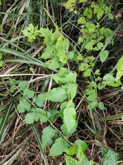 Rubus corchorifolius