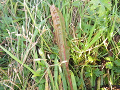 Chaetocnema concinna