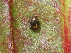 Chaetocnema concinna