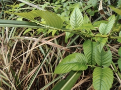 Rubus leucanthus