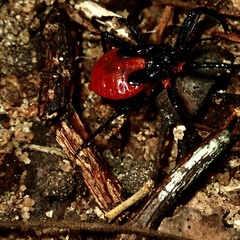 Micrauchenus lineola