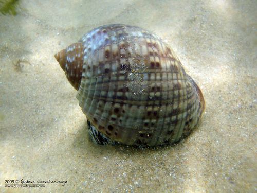 Atlantic Partridge Tun Snail