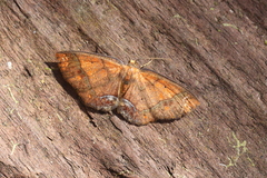 Melinodes detersaria