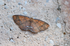 Melinodes detersaria