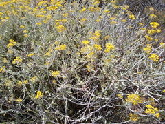 Helichrysum dasyanthum