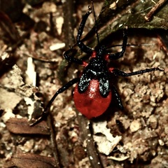 Micrauchenus lineola