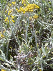 Helichrysum dasyanthum