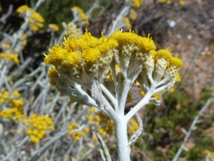 Helichrysum dasyanthum