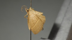 Trisateles emortualis