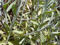Helichrysum dasyanthum