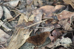 Pellicia dimidiata