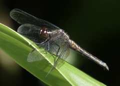 Erythrodiplax avittata