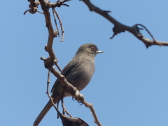 Knipolegus striaticeps