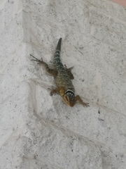 Sceloporus cyanogenys