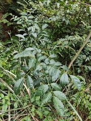 Fraxinus chinensis