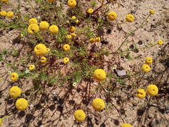 Oncosiphon grandiflorus