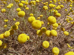 Oncosiphon grandiflorus