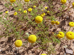 Oncosiphon grandiflorus