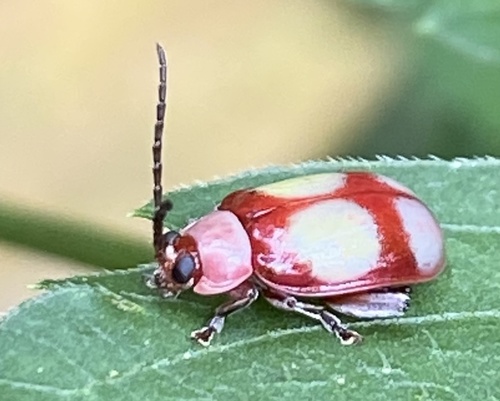 Omophoita communis