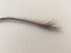 Chaetodipus
