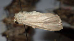 Mythimna pallens