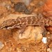 Pachydactylus labialis - Photo (c) Tyrone Ping,  זכויות יוצרים חלקיות (CC BY-NC), הועלה על ידי Tyrone Ping