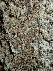 Pseudoschismatomma rufescens