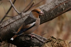 Coccothraustes coccothraustes