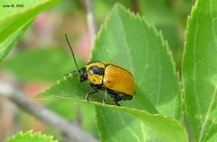 Cryptocephalus peliopterus