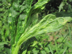 Brachycaudus helichrysi