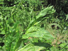 Brachycaudus helichrysi