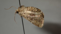 Clemathada calberlai