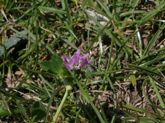 Trifolium tomentosum