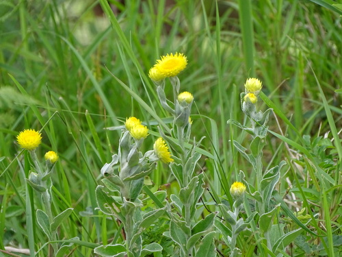 Image of Helichrysum decorum by (c) Shaun Swanepoel, some rights reserved (CC BY)