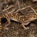 Pachydactylus mariquensis - Photo (c) Tyrone Ping, μερικά δικαιώματα διατηρούνται (CC BY-NC), uploaded by Tyrone Ping