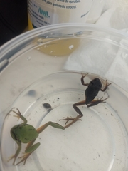 Hyla walkeri