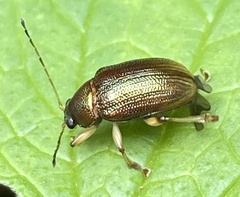 Colaspis aenea