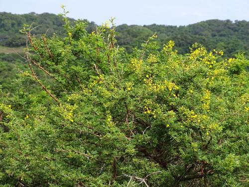 Image of Vachellia kosiensis by (c) Shaun Swanepoel, some rights reserved (CC BY)