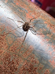 Bunochelis spinifera