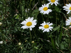 Leucanthemum pluriflorum