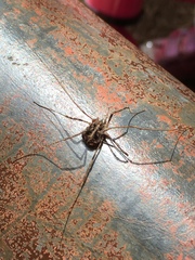 Bunochelis spinifera