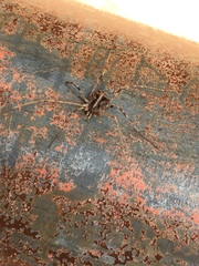 Bunochelis spinifera